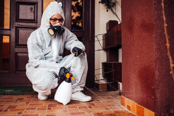 Attic and Crawl Space Rodent Treatment in South Lake Tahoe
