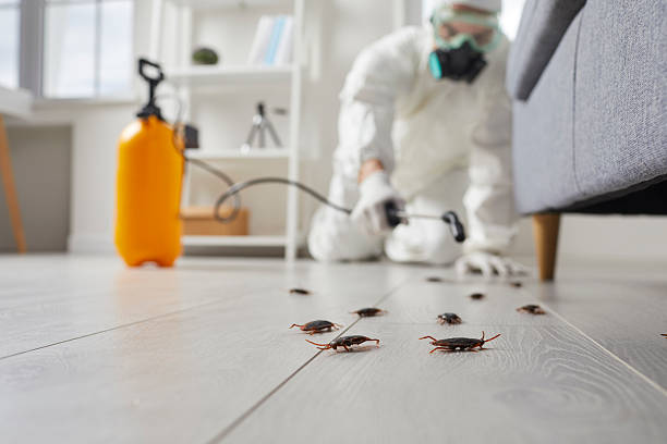Commercial Rodent Management in South Lake Tahoe